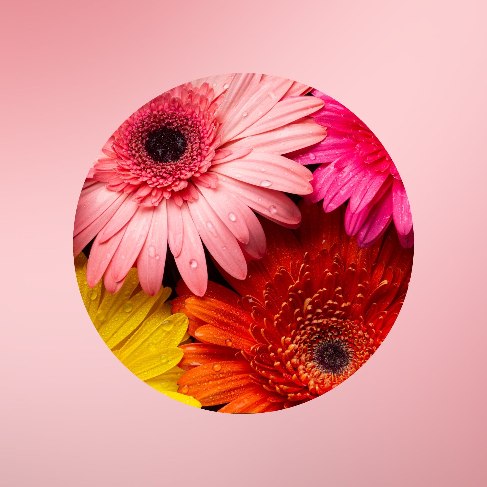 Ein kreisförmiger Rahmen zeigt leuchtende Gerbera-Gänseblümchen in Rosa, Gelb, Orange und Rot mit Wassertropfen auf den Blütenblättern vor einem zartrosa Hintergrund.