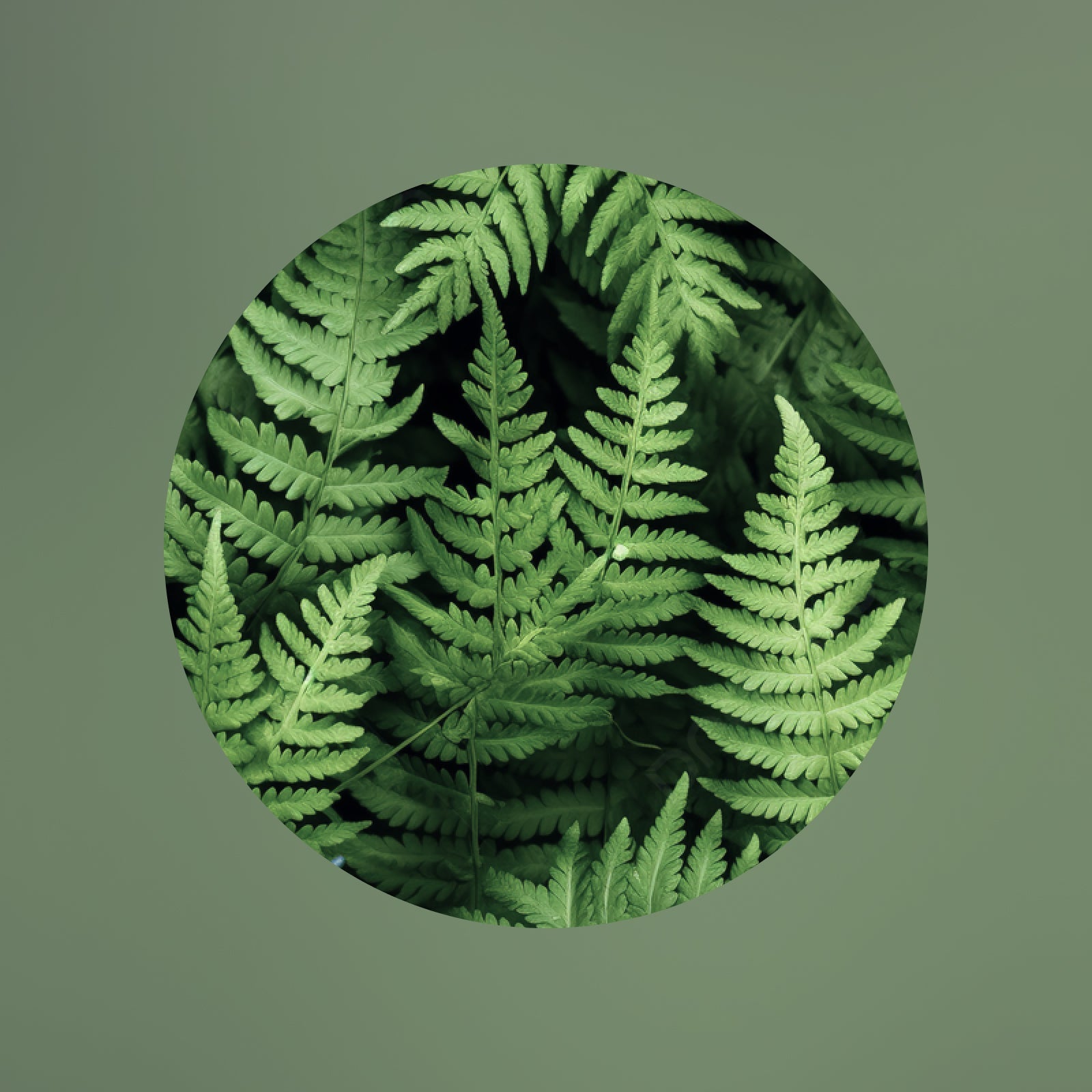 Ein kreisförmiger Rahmen, gefüllt mit leuchtend grünen Farnblättern, vor einem soliden, gedämpften grünen Hintergrund. Die Farnblätter sind üppig, überlappend und detailliert.