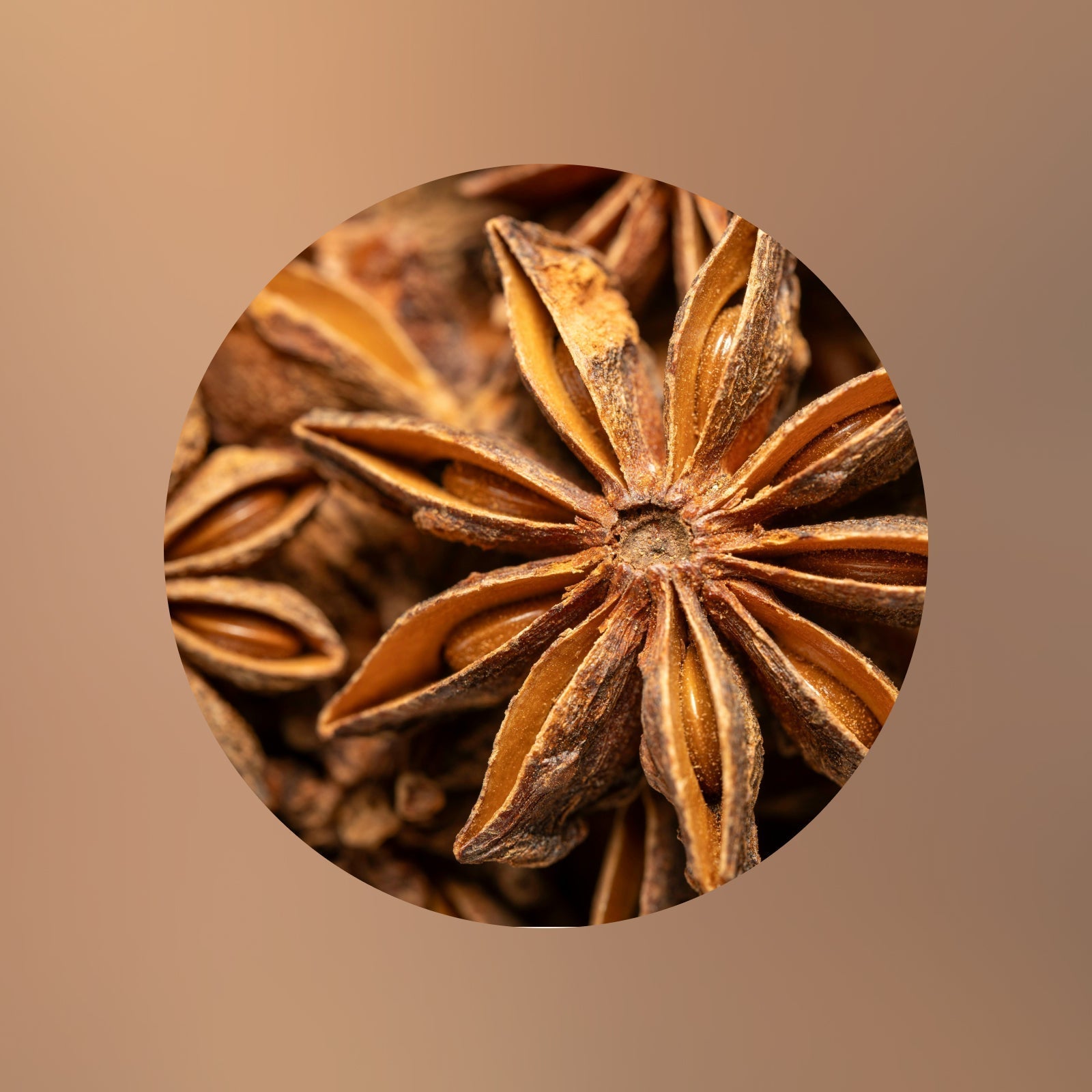 Close-up of a dried star anise spice showing its star-shaped segments and textured brown surface, framed in a circular border with a soft brown background.